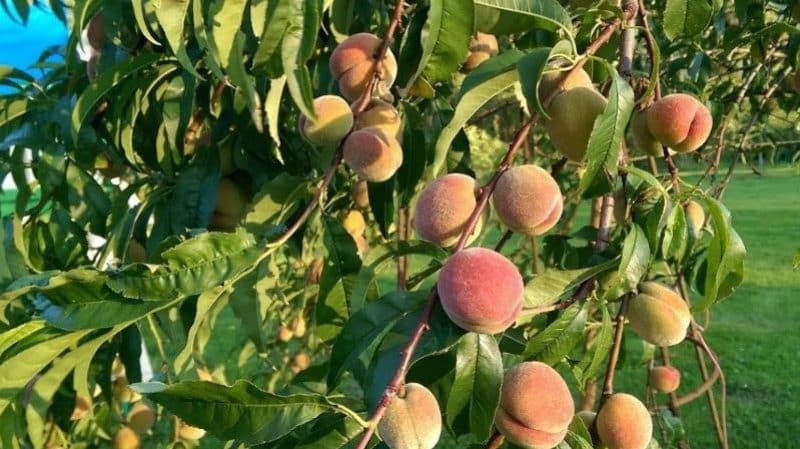 What peach care is needed in the fall to prepare for cold weather?