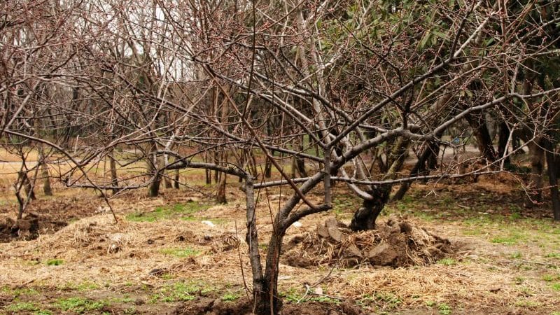 What cherry tree care should include in the fall: a guide from experienced gardeners