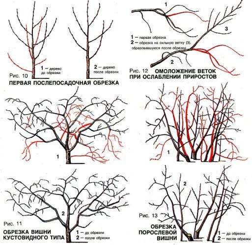 What cherry tree care should include in the fall: a guide from experienced gardeners