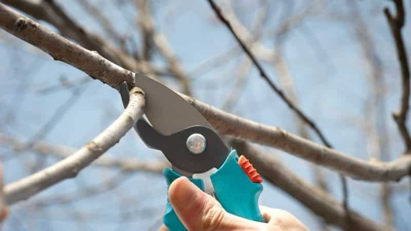 What cherry tree care should include in the fall: a guide from experienced gardeners