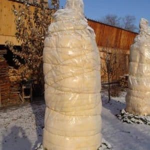How to properly cover an apricot for the winter and prepare the tree for cold weather