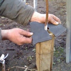 How to properly cover an apricot for the winter and prepare the tree for cold weather