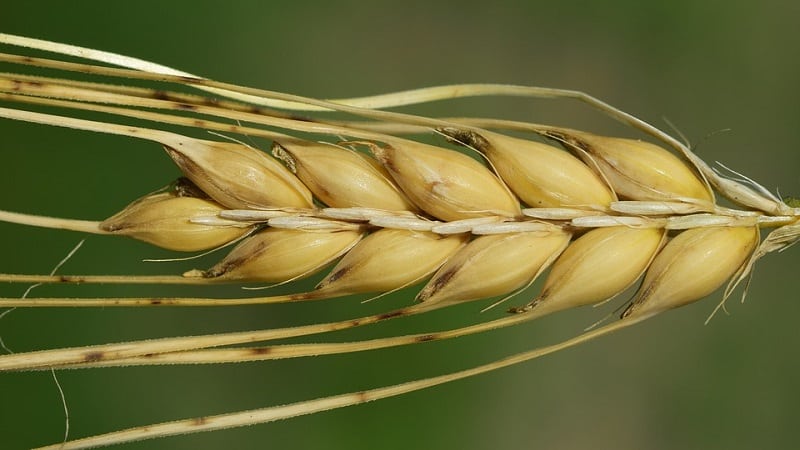 What is the barley yield from 1 hectare of land and what does it depend on?
