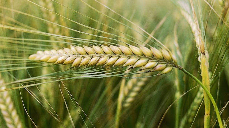 What is the barley yield from 1 hectare of land and what does it depend on?