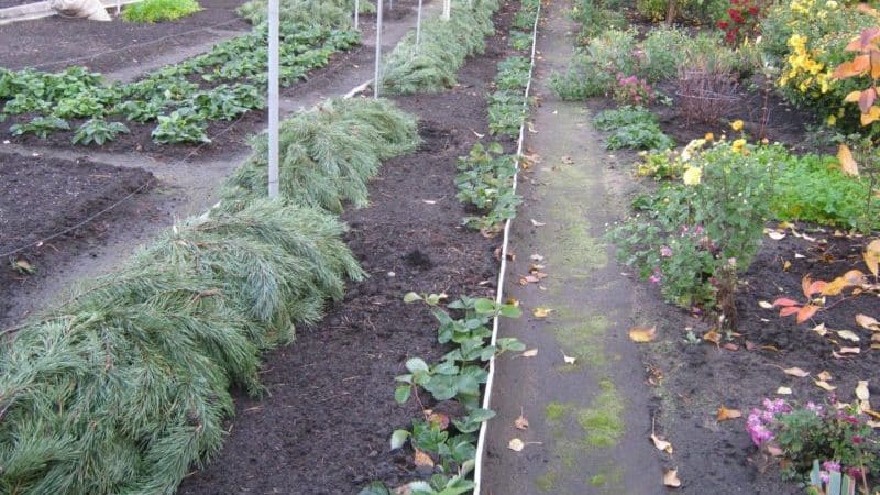 Features of insulating grapes in the Moscow region: how and when is it better to cover them for the winter
