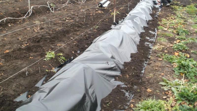 Features of insulating grapes in the Moscow region: how and when is it better to cover them for the winter