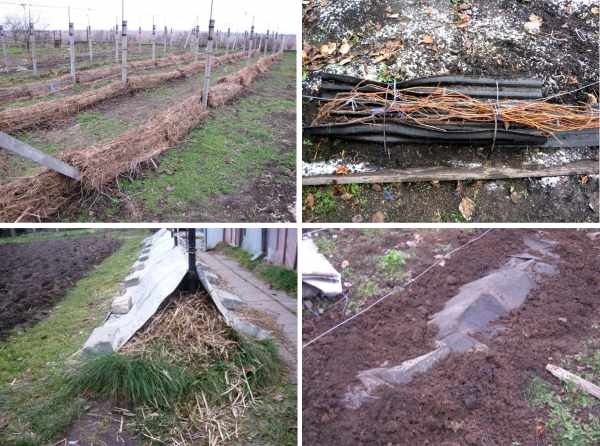 Features of insulating grapes in the Moscow region: how and when is it better to cover them for the winter