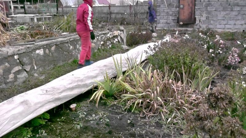 Features of insulating grapes in Siberia: how to properly cover them for the winter