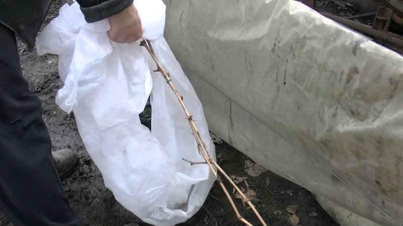 Features of insulating grapes in Siberia: how to properly cover them for the winter