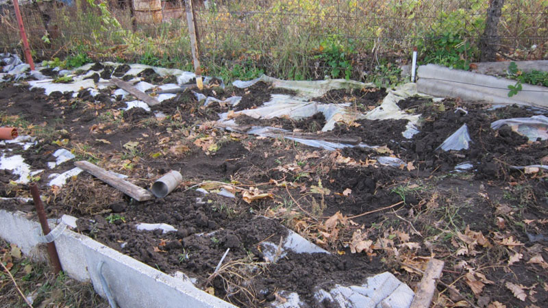 Features of insulating grapes in Siberia: how to properly cover them for the winter