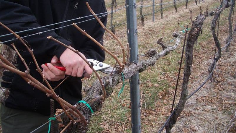 Features of insulating grapes in Siberia: how to properly cover them for the winter
