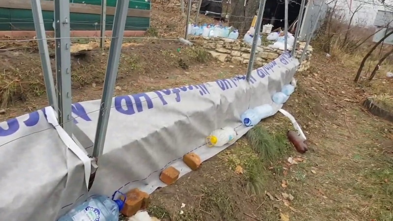 Features of insulating grapes in Siberia: how to properly cover them for the winter