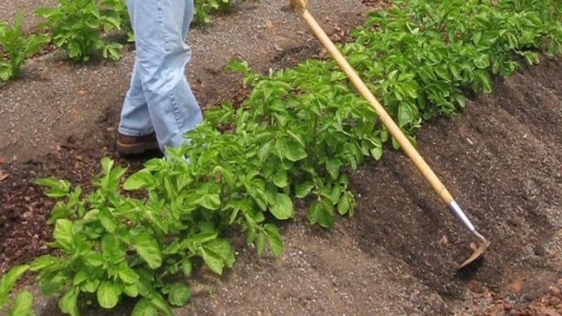 Why do you need to hill up potatoes and how to do it correctly?