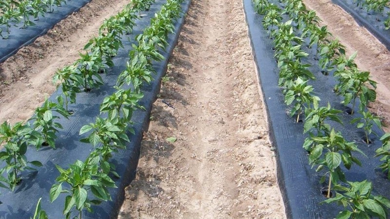 Why do you need to hill up potatoes and how to do it correctly?