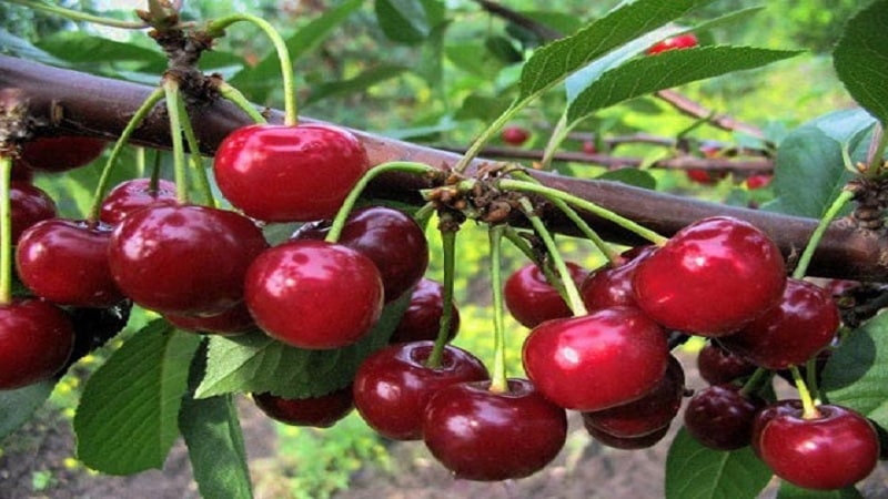 What are good cherry-cherry hybrids and what are their features?