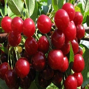 What are good cherry-cherry hybrids and what are their features?