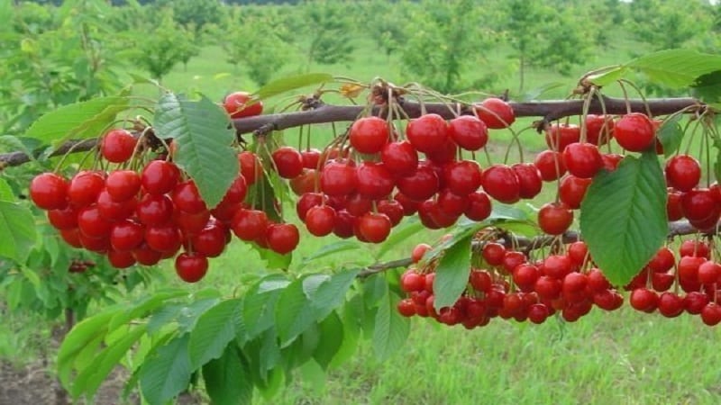 The best varieties of cherries for central Russia