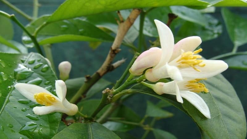 What are the benefits of bitter orange and how is it used?