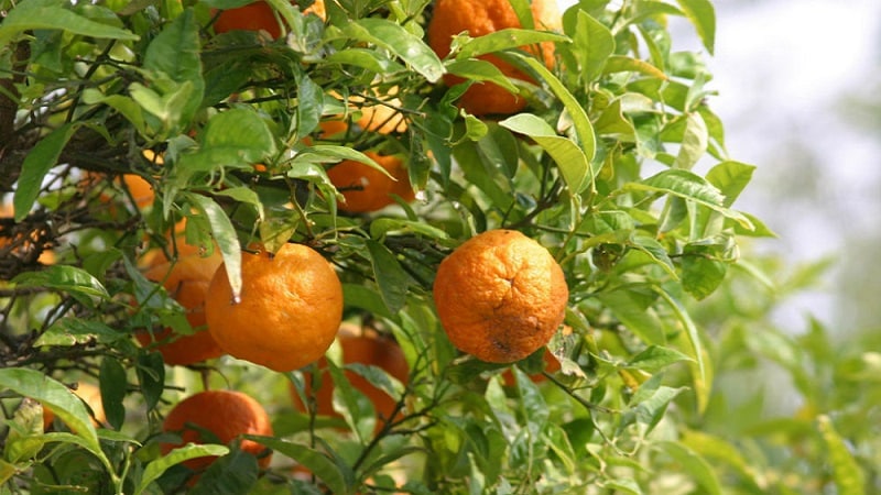 What are the benefits of bitter orange and how is it used?