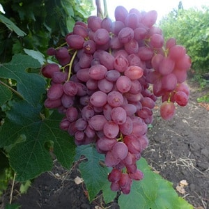 Delicate, aromatic Veles grape variety from Ukrainian breeders