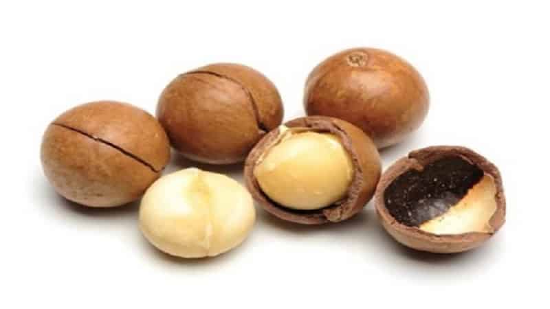 What are the benefits and harms of macadamia nuts for women: composition, application, reviews
