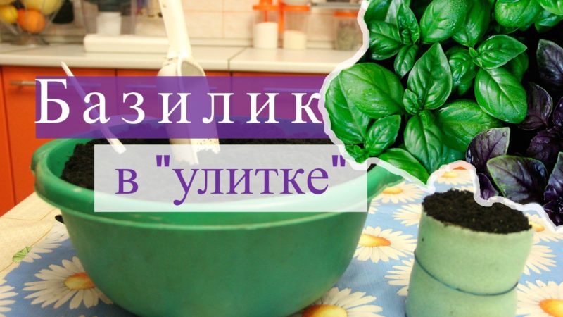How to properly germinate basil seedlings in a snail