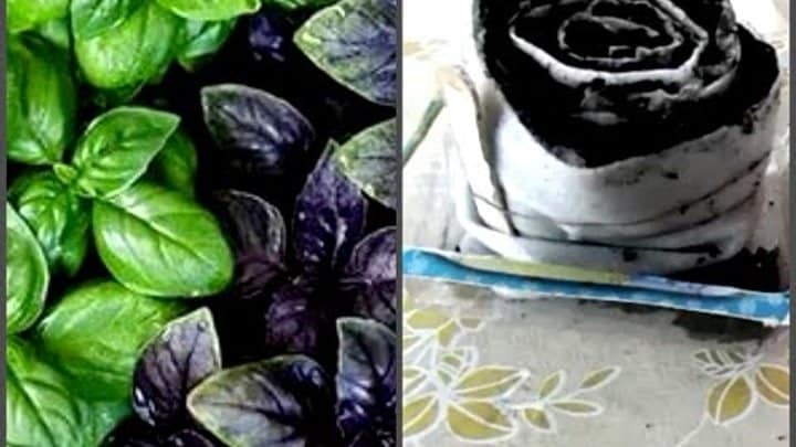How to properly germinate basil seedlings in a snail