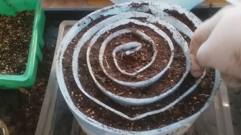 How to properly germinate basil seedlings in a snail