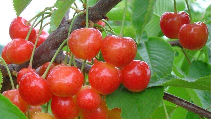 Review of the best winter-hardy cherry varieties and criteria for their selection