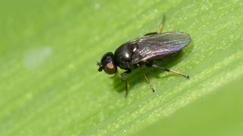 Why is the Swedish fly dangerous on winter wheat and how to deal with it and other cereal pests