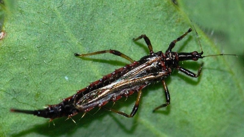 Why is the Swedish fly dangerous on winter wheat and how to deal with it and other cereal pests