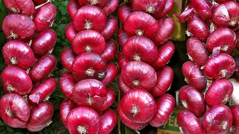 We compare the difference between red onions and regular ones and choose the best one