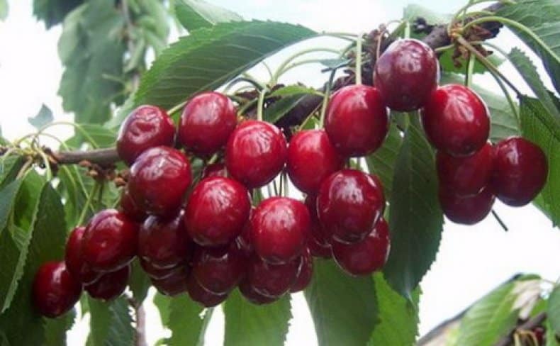Review of the best winter-hardy cherry varieties and criteria for their selection