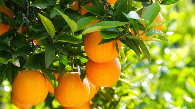 What is an orange tree and how does it bloom?