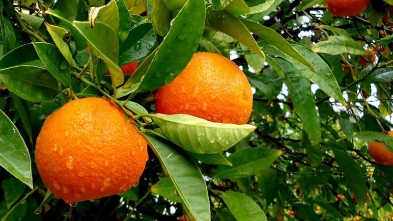What is an orange tree and how does it bloom?