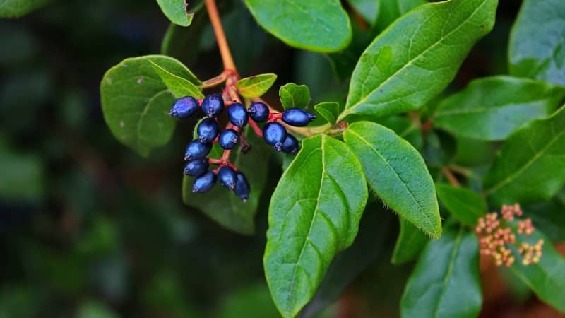 What is wild honeysuckle, where does it grow and what is it used for?