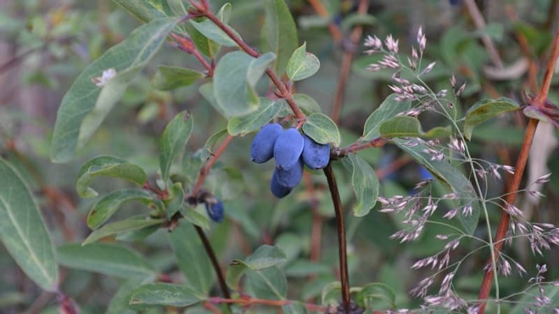 What is wild honeysuckle, where does it grow and what is it used for?