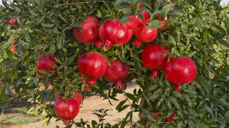 What is a pomegranate, is it a citrus or not?