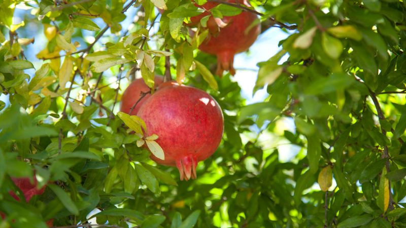 What is a pomegranate, is it a citrus or not?