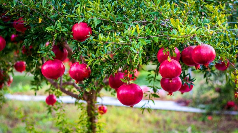 What is a pomegranate, is it a citrus or not?