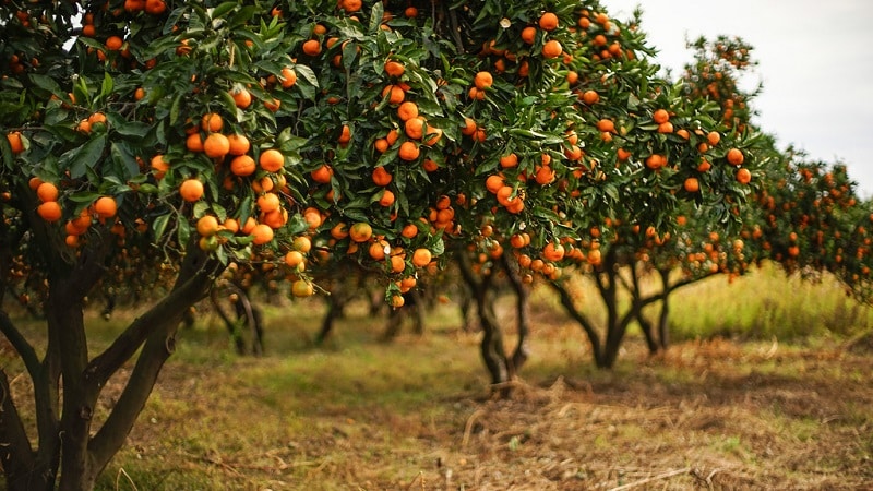 What is a tangerine: where does it come from, how and where does it grow?