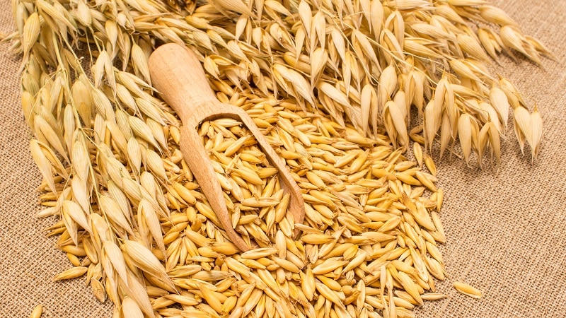 What is oats - full description and biological features