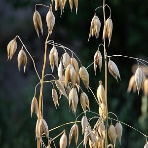 What is oats - full description and biological features