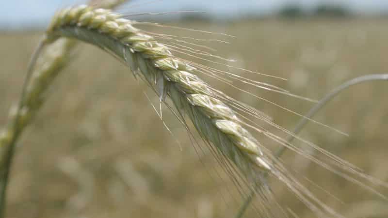 What is seed rye and what does it look like?