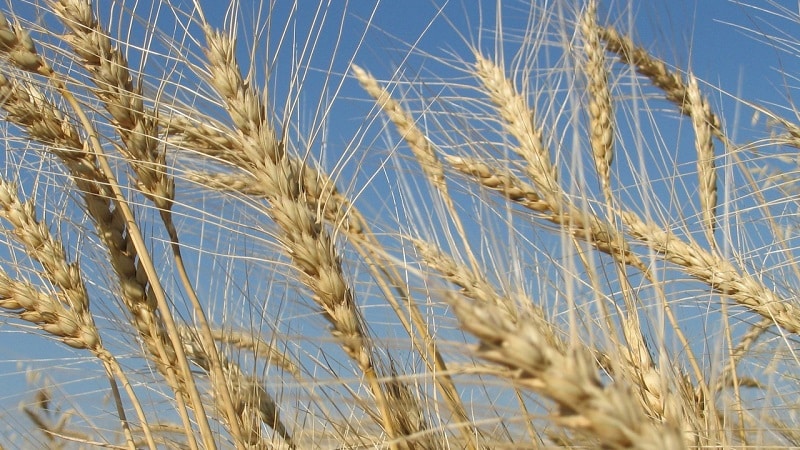 What is seed rye and what does it look like?