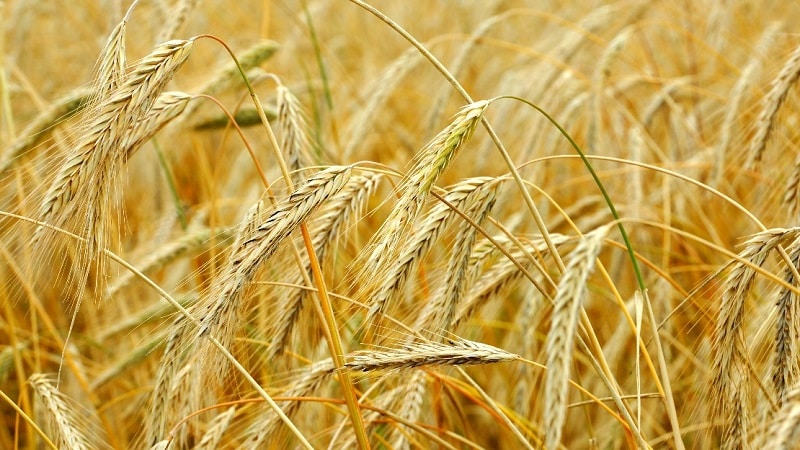 What is seed rye and what does it look like?