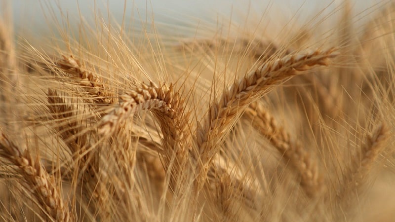 What is durum wheat: description, scope of application and differences from soft varieties