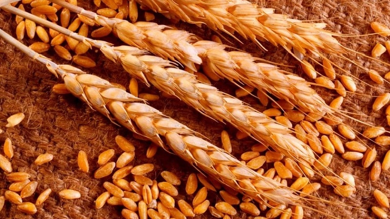 What is durum wheat: description, scope of application and differences from soft varieties