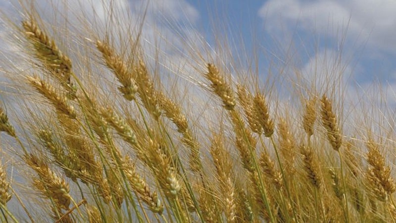 What is durum wheat: description, scope of application and differences from soft varieties