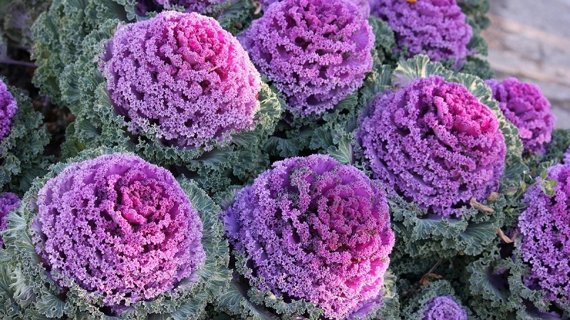 Ornamental cabbage: cultural features, description of varieties with names and photos